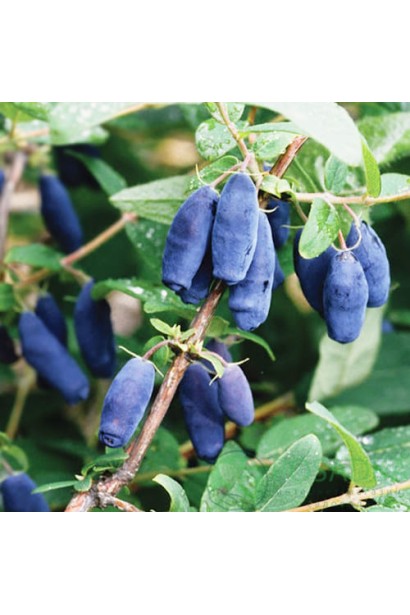 Кущ жимолості Honey Bee з дозрілими ягодами